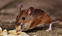 24 Hour & Emergency Exterminators in Belleville, IL